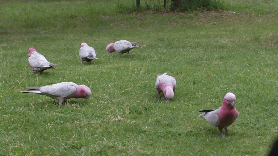 Galah pink and grey.JPG